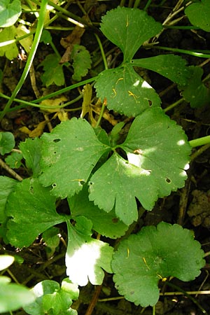 Ranunculus reichertii \ Reichert-Gold-Hahnenfu, D Offenbach-Hundheim 12.4.2014