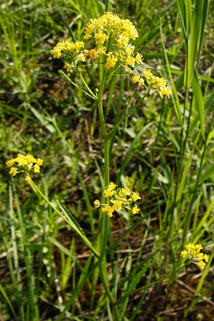 Rorippa amphibia \ Wasser-Kresse / Great Yellow-Cress, D Mannheim 30.4.2014