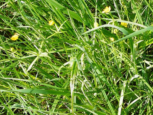 Ranunculus recticaulis \ Aufrechter Gold-Hahnenfu, D Hassenbach 2.5.2014