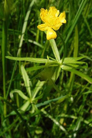 Ranunculus recticaulis \ Aufrechter Gold-Hahnenfu, D Hassenbach 2.5.2014