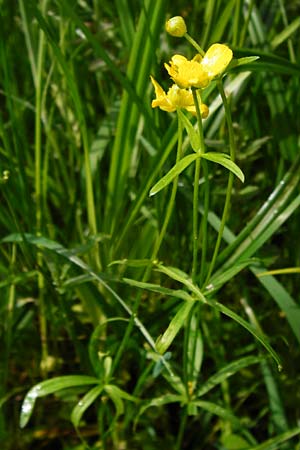 Ranunculus recticaulis \ Aufrechter Gold-Hahnenfu / Upright Goldilocks, D Hassenbach 2.5.2014
