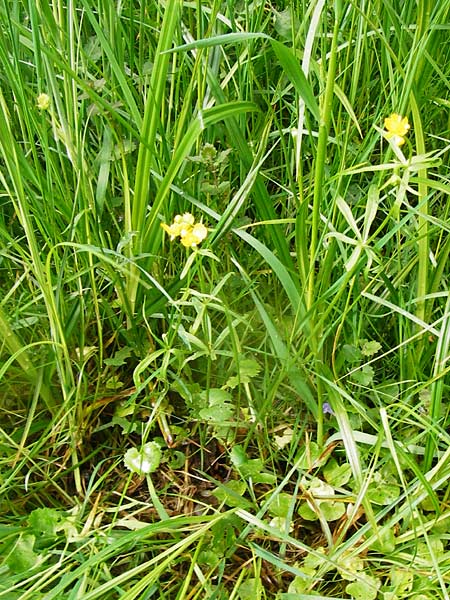 Ranunculus recticaulis \ Aufrechter Gold-Hahnenfu / Upright Goldilocks, D Hassenbach 2.5.2014