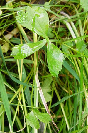 Ranunculus recticaulis / Upright Goldilocks, D Hassenbach 2.5.2014