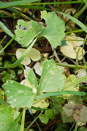 Ranunculus recticaulis \ Aufrechter Gold-Hahnenfu / Upright Goldilocks, D Hassenbach 2.5.2014