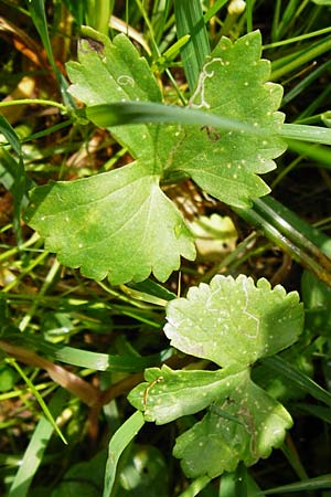 Ranunculus recticaulis \ Aufrechter Gold-Hahnenfu / Upright Goldilocks, D Hassenbach 2.5.2014