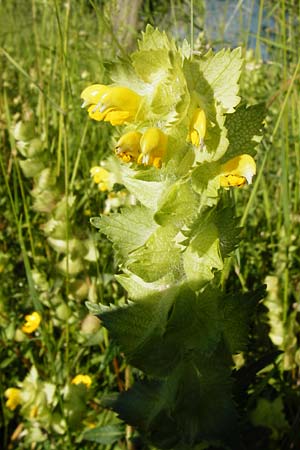 Rhinanthus alectorolophus \ Zottiger Klappertopf, D Gimbsheim 23.5.2014