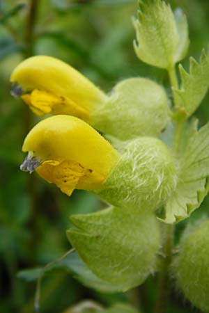 Rhinanthus alectorolophus \ Zottiger Klappertopf, D Hemsbach 27.5.2014