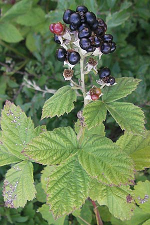 Rubus mougeotii ? \ Mougeots Haselblatt-Brombeere / Mougeot's Bramble, D Zeutern 4.7.2011