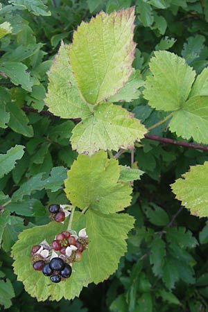 Rubus mougeotii ? \ Mougeots Haselblatt-Brombeere / Mougeot's Bramble, D Zeutern 4.7.2011