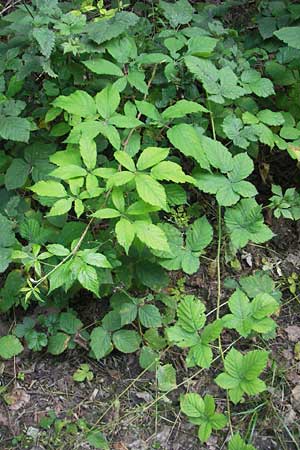 Rubus montanus \ Mittelgebirgs-Brombeere / Mountain Bramble, D Nussloch 6.7.2011