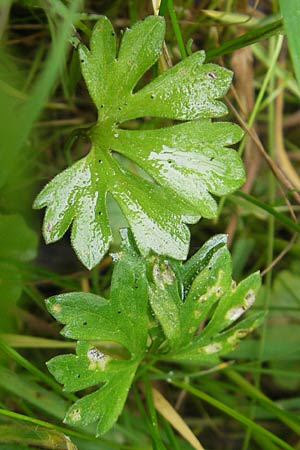Ranunculus borchers-kolbiae \ Gestielter Gold-Hahnenfu, D Erding 6.5.2012