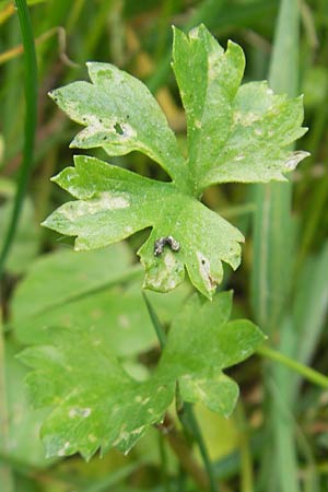 Ranunculus borchers-kolbiae \ Gestielter Gold-Hahnenfu / Petiolate Goldilocks, D Erding 6.5.2012