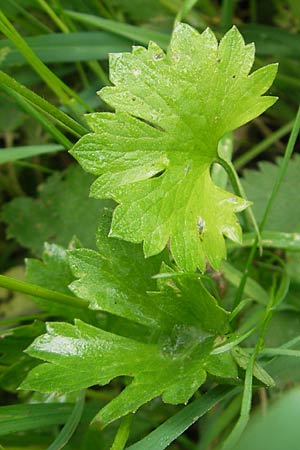 Ranunculus borchers-kolbiae \ Gestielter Gold-Hahnenfu / Petiolate Goldilocks, D Erding 6.5.2012