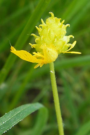 Ranunculus borchers-kolbiae \ Gestielter Gold-Hahnenfu / Petiolate Goldilocks, D Erding 6.5.2012