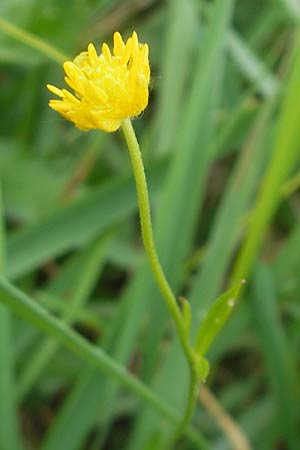 Ranunculus borchers-kolbiae \ Gestielter Gold-Hahnenfu, D Erding 6.5.2012