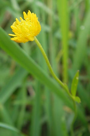 Ranunculus borchers-kolbiae \ Gestielter Gold-Hahnenfu / Petiolate Goldilocks, D Erding 6.5.2012