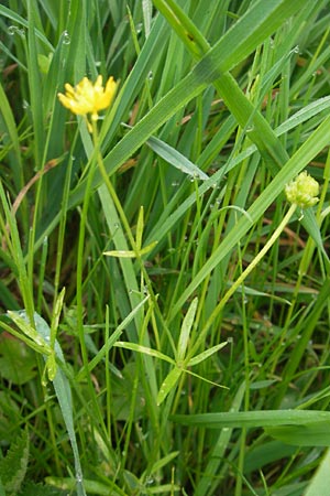 Ranunculus borchers-kolbiae \ Gestielter Gold-Hahnenfu, D Erding 6.5.2012