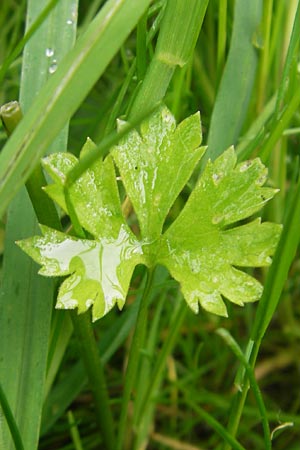 Ranunculus borchers-kolbiae \ Gestielter Gold-Hahnenfu, D Erding 6.5.2012