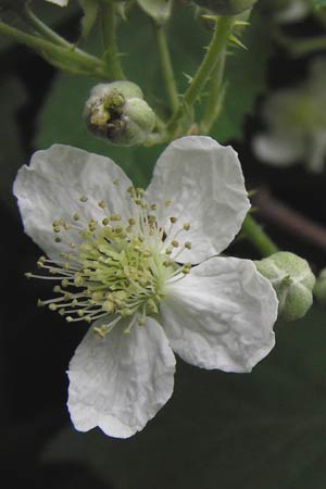 Rubus fruticosus agg. \ Brombeere, D Weinheim an der Bergstraße 27.6.2012