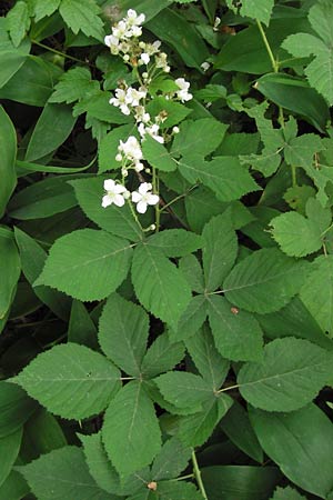 Rubus fruticosus agg. / Bramble, Blackberry, D Weinheim an der Bergstraße 27.6.2012