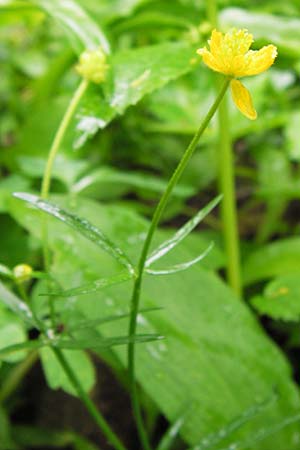 Ranunculus biclaterae \ Drei-Frauen-Goldhahnenfu, D Röthlein 5.5.2013