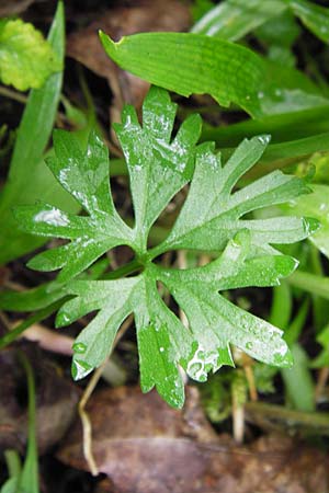 Ranunculus biclaterae \ Drei-Frauen-Goldhahnenfu, D Röthlein 5.5.2013