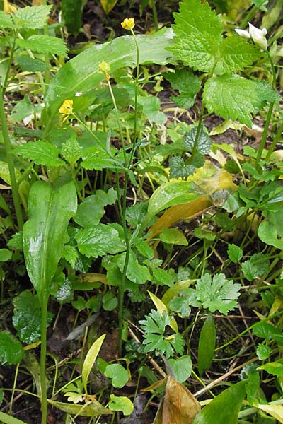 Ranunculus biclaterae \ Drei-Frauen-Goldhahnenfu, D Röthlein 5.5.2013