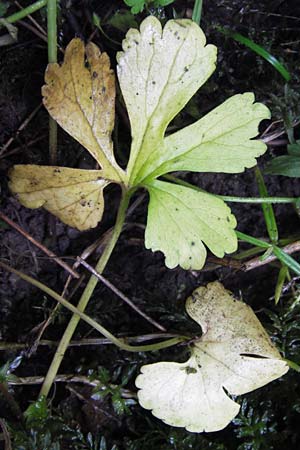 Ranunculus lucorum \ Hain-Gold-Hahnenfu / Grove Goldilocks, D Bensheim-Langwaden 14.5.2013