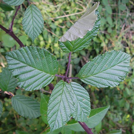 Rubus bifrons \ Zweifarbige Brombeere, D Odenwald, Juhöhe 28.8.2013