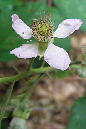 Rubus bifrons \ Zweifarbige Brombeere / Twice-Leaved Bramble, Himalayan Berry, D Odenwald, Juhöhe 28.8.2013