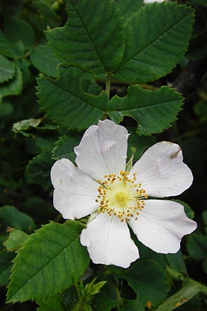 Rosa balsamica / Round-Leaved Dog Rose, D Lampertheim 12.5.2014