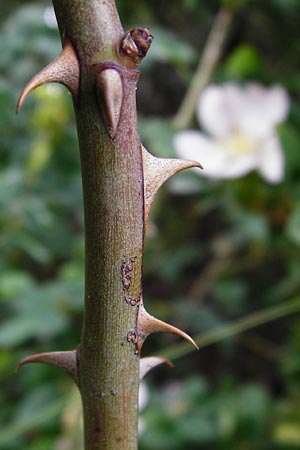 Rosa balsamica \ Flaum-Rose, Stumpfblttrige Rose / Round-Leaved Dog Rose, D Lampertheim 12.5.2014