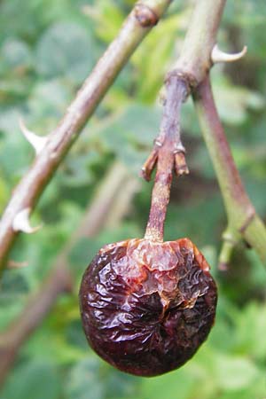 Rosa balsamica \ Flaum-Rose, Stumpfblttrige Rose / Round-Leaved Dog Rose, D Lampertheim 12.5.2014