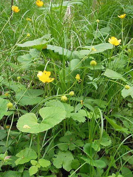 Ranunculus cassubicifolius \ Falscher Kaschuben-Gold-Hahnenfu, D Erkheim 8.5.2010