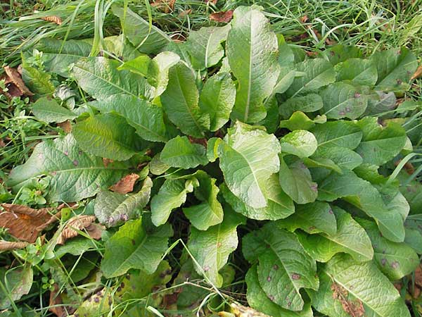 Rumex obtusifolius s.l. \ Stumpfblttriger Ampfer / Broad-Leaved Dock, D Mannheim 29.10.2010