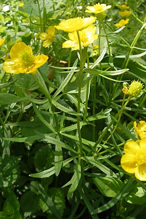 Ranunculus chrysoleptos \ Feinblttriger Gold-Hahnenfu, D Hambrücken 9.4.2011