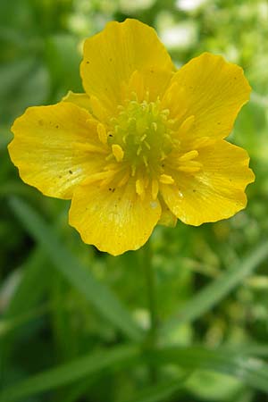 Ranunculus chrysoleptos \ Feinblttriger Gold-Hahnenfu / Fine-Leaved Goldilocks, D Hambrücken 9.4.2011