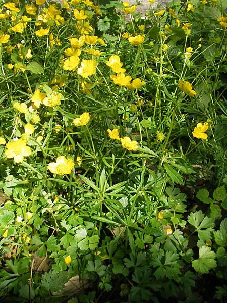 Ranunculus chrysoleptos \ Feinblttriger Gold-Hahnenfu / Fine-Leaved Goldilocks, D Hambrücken 9.4.2011