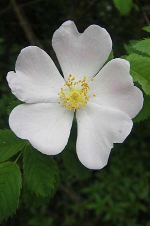 Rosa corymbifera \ Hecken-Rose / Thicket Dog Rose, D Heppenheim 11.5.2011