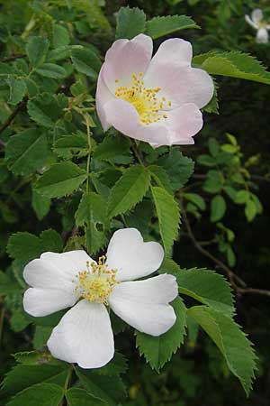 Rosa corymbifera \ Hecken-Rose / Thicket Dog Rose, D Heppenheim 11.5.2011