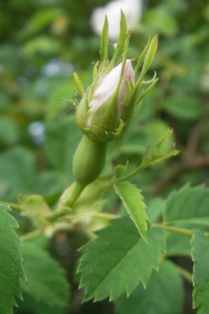 Rosa corymbifera / Thicket Dog Rose, D Heppenheim 11.5.2011