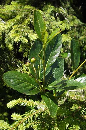 Rhamnus cathartica \ Purgier-Kreuzdorn, Echter Kreuzdorn / Buckthorn, D Immenstadt 21.6.2011