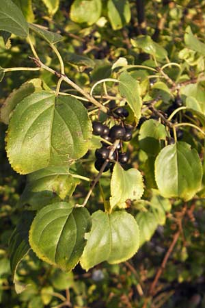 Rhamnus cathartica / Buckthorn, D Waghäusel 8.10.2011