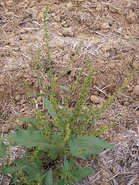 Rumex crispus \ Krauser Ampfer / Curled Dock, D Wiesloch 11.9.2012