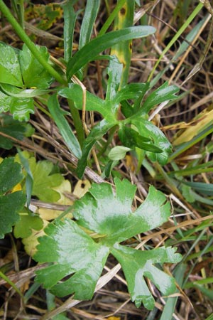 Ranunculus ferocior \ Ungestmer Gold-Hahnenfu / Impetuous Goldilocks, D Werneck 4.5.2013