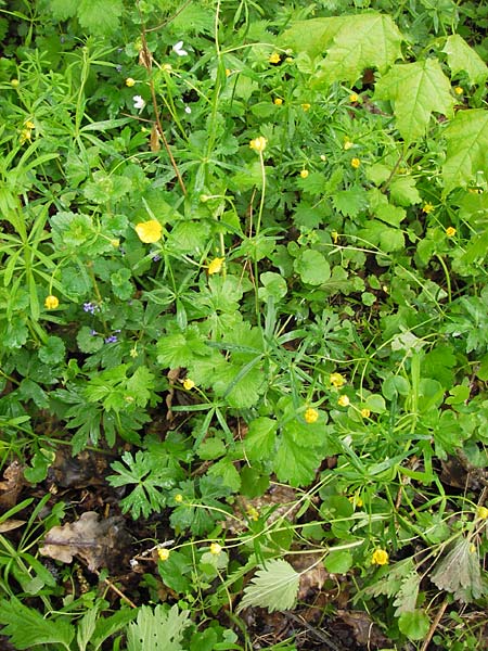 Ranunculus ferocior \ Ungestmer Gold-Hahnenfu / Impetuous Goldilocks, D Werneck 4.5.2013