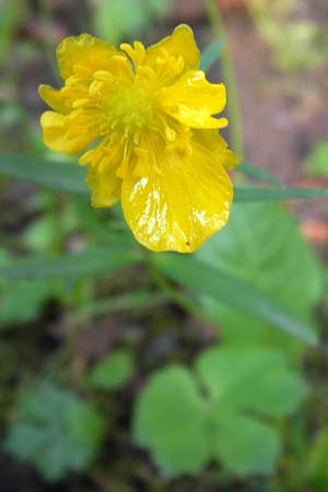 Ranunculus auricomus specB ? \ Gold-Hahnenfu / Goldilocks, D Thüringen Weimar, Neuer Friedhof 6.5.2013