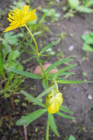 Ranunculus auricomus specB ? \ Gold-Hahnenfu / Goldilocks, D Thüringen Weimar, Neuer Friedhof 6.5.2013