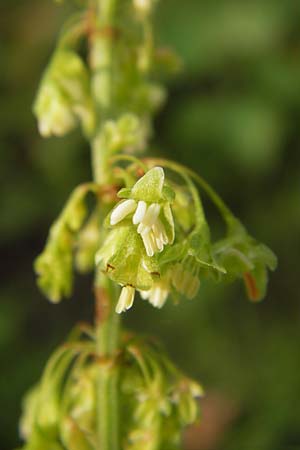 Rumex crispus \ Krauser Ampfer / Curled Dock, D Mannheim 26.8.2013