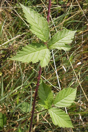 Rubus cuspidatus \ Zugespitzte Haselblatt-Brombeere, D Odenwald, Juhöhe 28.8.2013